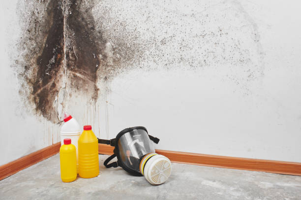 Best Affordable Mold Removal  in Camden, NJ