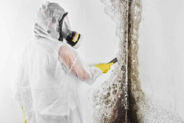 Best Mold Testing  in Camden, NJ