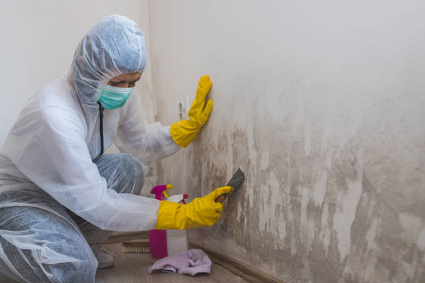 Best Toxic Mold Removal  in Camden, NJ