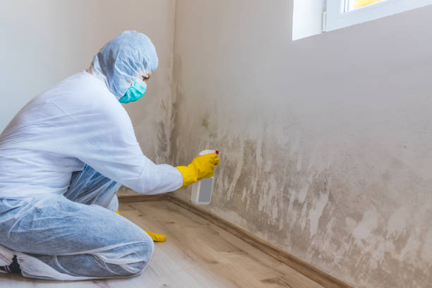 Best Residential Mold Removal  in Camden, NJ