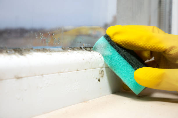 Best Mold Testing  in Camden, NJ