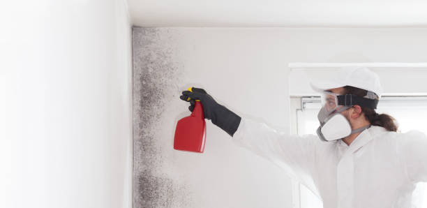 Best Attic Mold Removal  in Camden, NJ