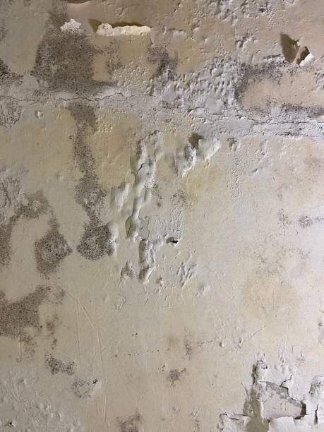 Best Commercial Mold Removal  in Camden, NJ