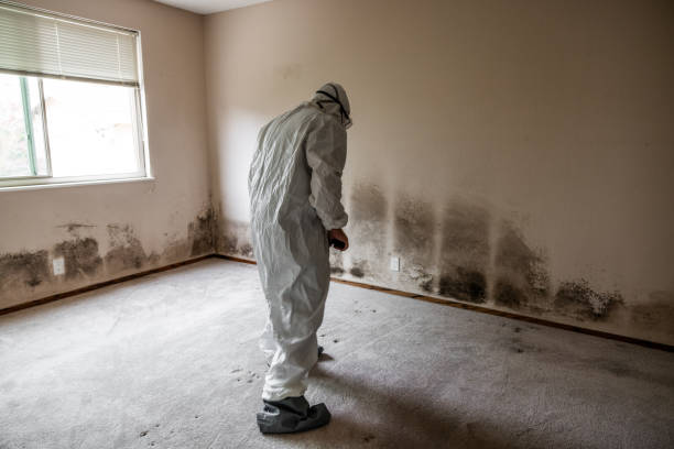 Best Emergency Mold Removal  in Camden, NJ