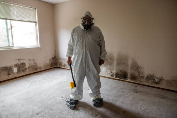 Best Attic Mold Removal  in Camden, NJ