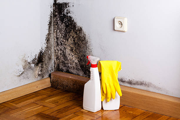 Mold Removal and Inspection in Camden, NJ