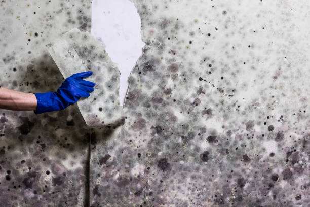 Professional Mold Removal in Camden, NJ