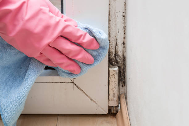 Best Best Mold Removal Companies  in Camden, NJ