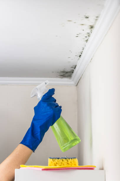 Best Certified Mold Removal  in Camden, NJ